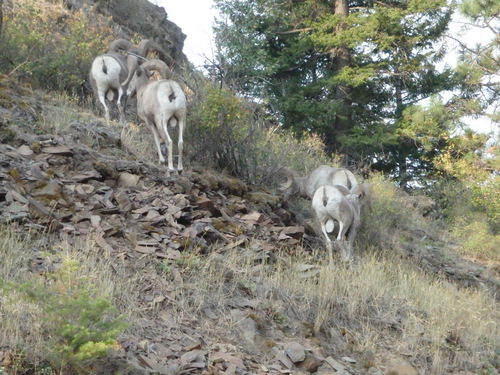 Rocky Mountain Bighorn Sheep.